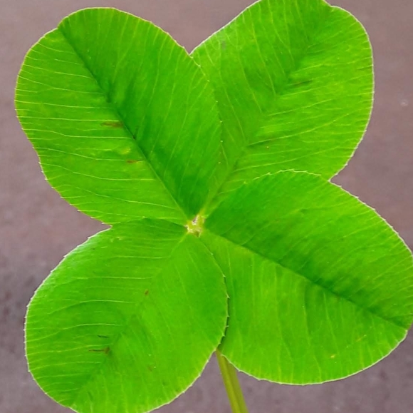 Meet your Posher, Erin - Picture 3 of 3